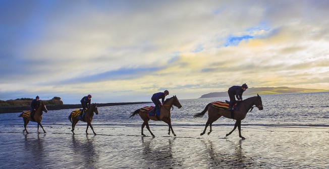 Racehorse Syndicate in Woodside