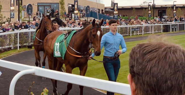 Buying a Racehorse Share in Acton